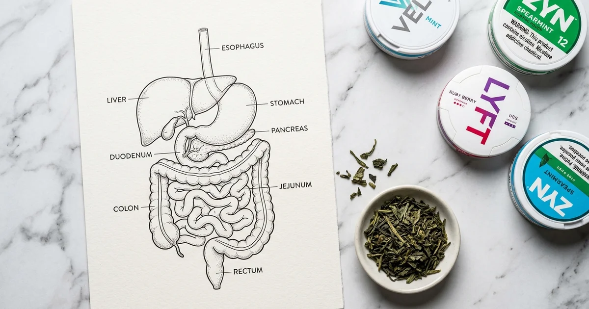 Does Nicotine Make You Poop? The Science Behind Your Gut's Reaction